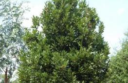 Лавровое дерево — выращиваем самостоятельно