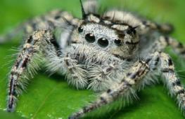 Сонник - паук, к чему снятся пауки?